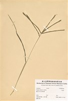 藏品(牛筋草)的圖片